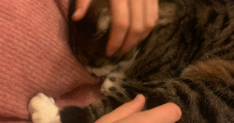 nina pet sitter à ST RAPHAEL 83700_2