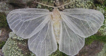 mégane pet sitter à CHALONS EN CHAMPAGNE 51000_0