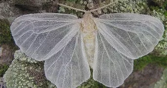 mégane pet sitter à CHALONS EN CHAMPAGNE 51000