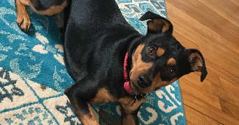 diane pet sitter à MAREIL MARLY 78750_3