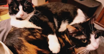 frederick pet sitter à COMINES 59560_2