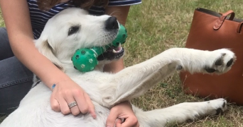 colombe pet sitter à MAISONS LAFFITTE 78600_0