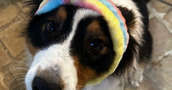 audrey pet sitter à PERCENEIGE 89260_0