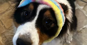 audrey pet sitter à PERCENEIGE 89260