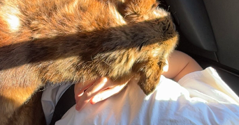 alexis pet sitter à LA VICOMTE SUR RANCE 22690_3