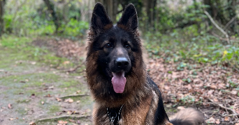 Ilona pet sitter à COULANGES LES NEVERS 58660_5