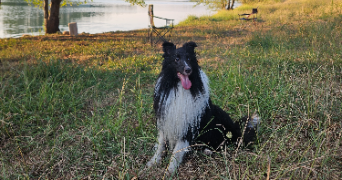 charlotte pet sitter à PUGET SUR ARGENS 83480_1