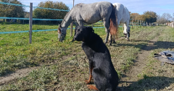 pauline pet sitter à LONS 64140_1