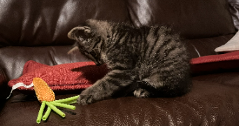 adéliane pet sitter à LEVALLOIS PERRET 92300_1