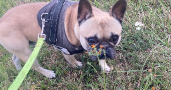 elise pet sitter à LILLERS 62190_2
