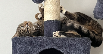 léa pet sitter à BOLBEC 76210_2