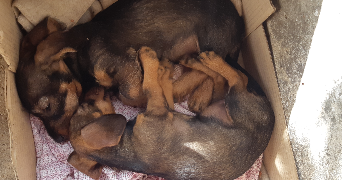 garance pet sitter à LIMOGES 87000_5