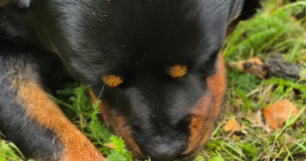 nathalie pet sitter à ATHIS MONS 91200_2