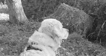 esther pet sitter à REZE 44400