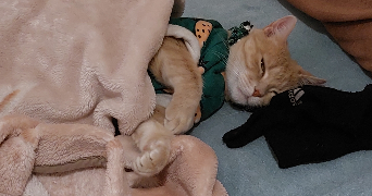 nada pet sitter à NANTES 44000_2