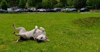 lina pet sitter à PERIGUEUX 24000_2