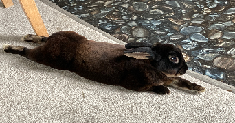 daina pet sitter à BIARRITZ 64200_3