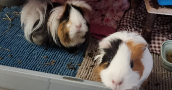 delphine pet sitter à MARSEILLE 11 13011_5