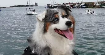 anne marie pet sitter à BEAUCHAMP 95250