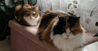 marine pet sitter à TOULON 83100_5