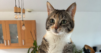 méline pet sitter à ST ALBAN D AY 07790_1
