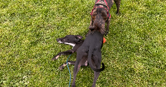 jeanne pet sitter à RENNES 35000_0