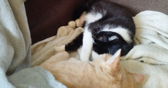 aurore pet sitter à HOUILLES 78800_2