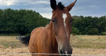 marie pet sitter à JOUE LES TOURS 37300