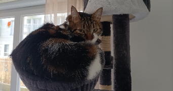 camille pet sitter à PONT DE METZ 80480_2