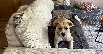 clémentine pet sitter à LE GRAND QUEVILLY 76120_2