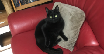 aurelie pet sitter à ST BRIEUC 22000_1