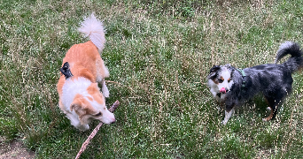 leslie pet sitter à VETRAZ MONTHOUX 74100_2