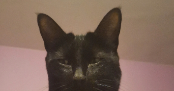 hidaya pet sitter à fontenay le fleury 78330_1