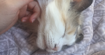 elsa pet sitter à Chevreuse 78460_5