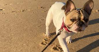 margot pet sitter à CAMPBON 44750_1