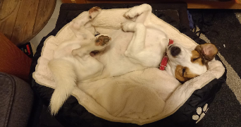 lywenn pet sitter à TOULOUSE 31300_3