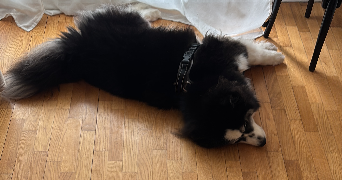 mikael dog sitter à BOULOGNE BILLANCOURT 92100_3