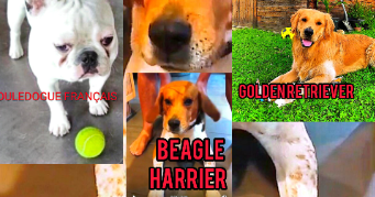 huan dog sitter à FARAMANS 01800_16