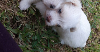 salma pet sitter à NOISY LE GRAND 93160_5