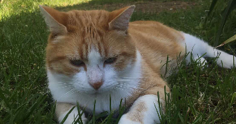 naïs pet sitter à LAGARDELLE SUR LEZE 31870_0