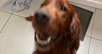 soline pet sitter à Lannion 22300_18