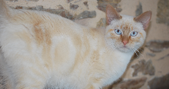 anthea pet sitter à LA ROCHE SUR YON 85000_2