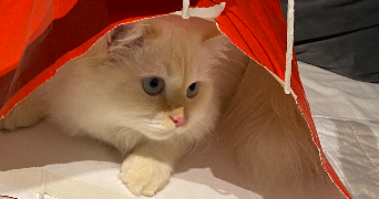 melyssa pet sitter à TOULOUSE 31000_6
