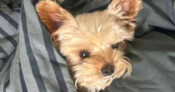 kenzia pet sitter à MERIGNAC 33700_1