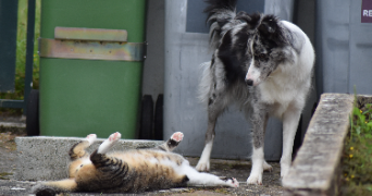 Ophélie pet sitter à ST HILAIRE LA GRAVELLE 41160_1