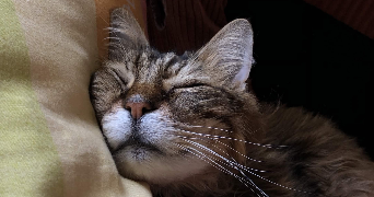 malorie pet sitter à TOULON 83000_3