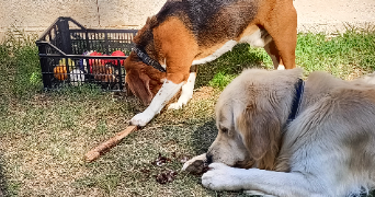 sandra pet sitter à ST PAUL ET VALMALLE 34570_3