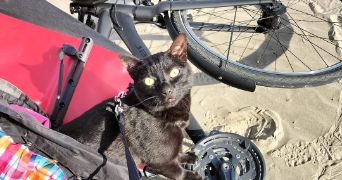 elodie pet sitter à MONTPELLIER 34000_1