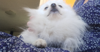 aude pet sitter à Mandelieu-la-Napoule 06210_14