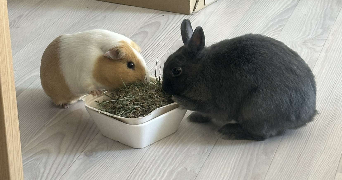 romanne pet sitter à Villeneuve les Maguelone 34750_0